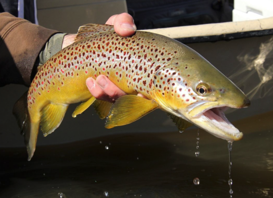 Beautiful tout being held out of the water off the side of a drift boat as water while on the Madison River fishing.